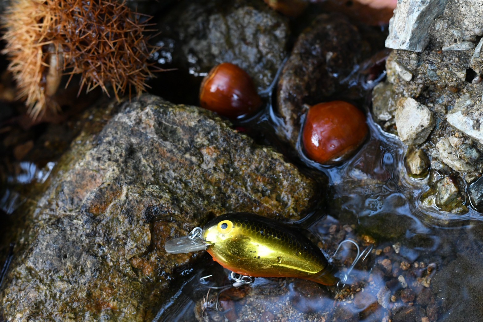 ピーナッツです！ コンバース｜converse レディース 通販 converse コンバース ALL STAR