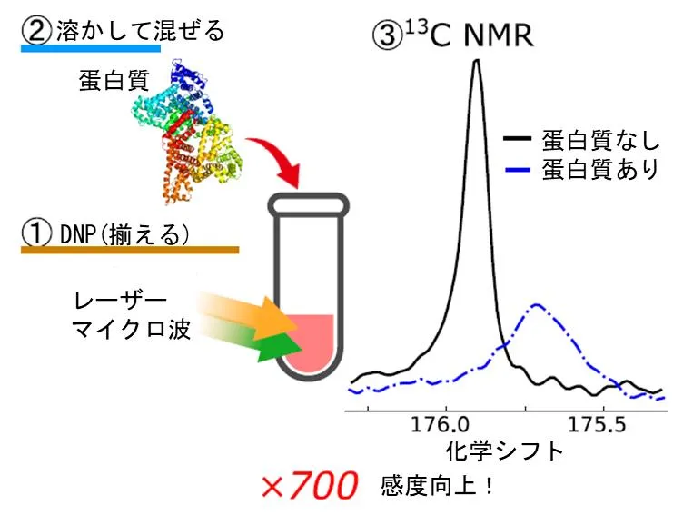量子技術「室温超偏極」で創薬へ大きく前進室温で信号を700倍増大して