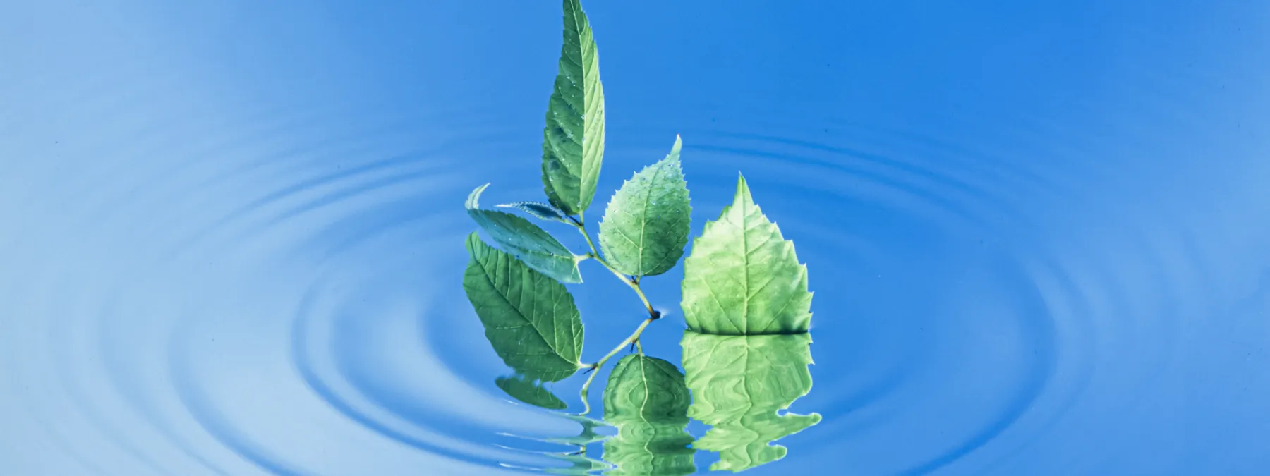 水紋と葉っぱ