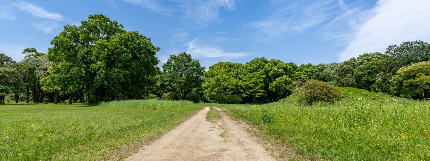 新緑が美しい公園