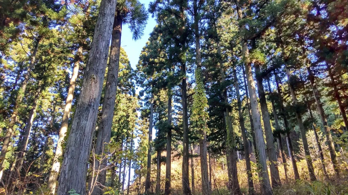 2024 冬のクロモジ採取