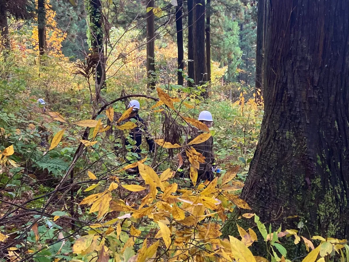 秋のクロモジ採取に行ってきました