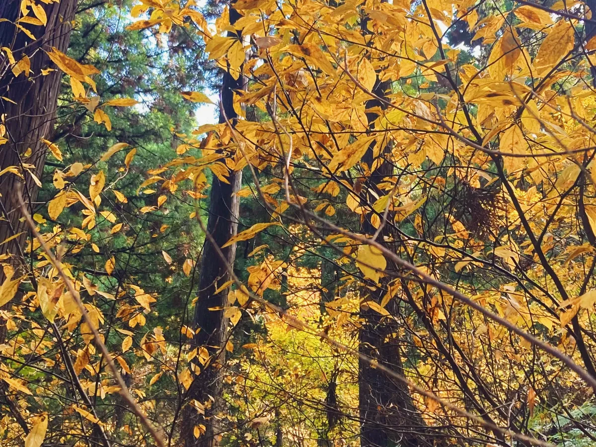 秋のクロモジ採取に行ってきました