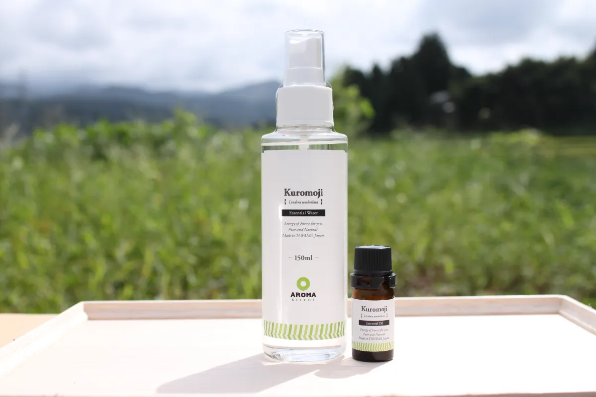 2024 冬のクロモジ採取