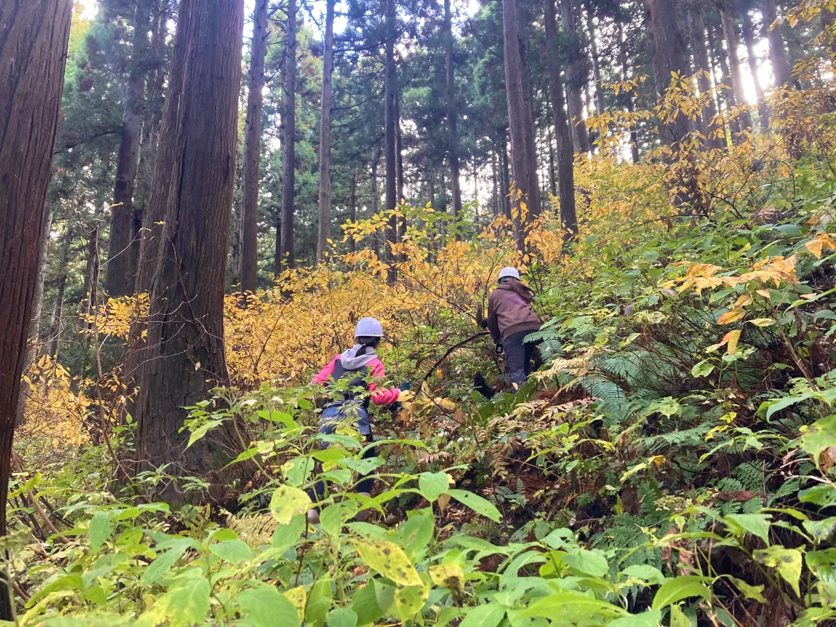 秋のクロモジ採取に行ってきました