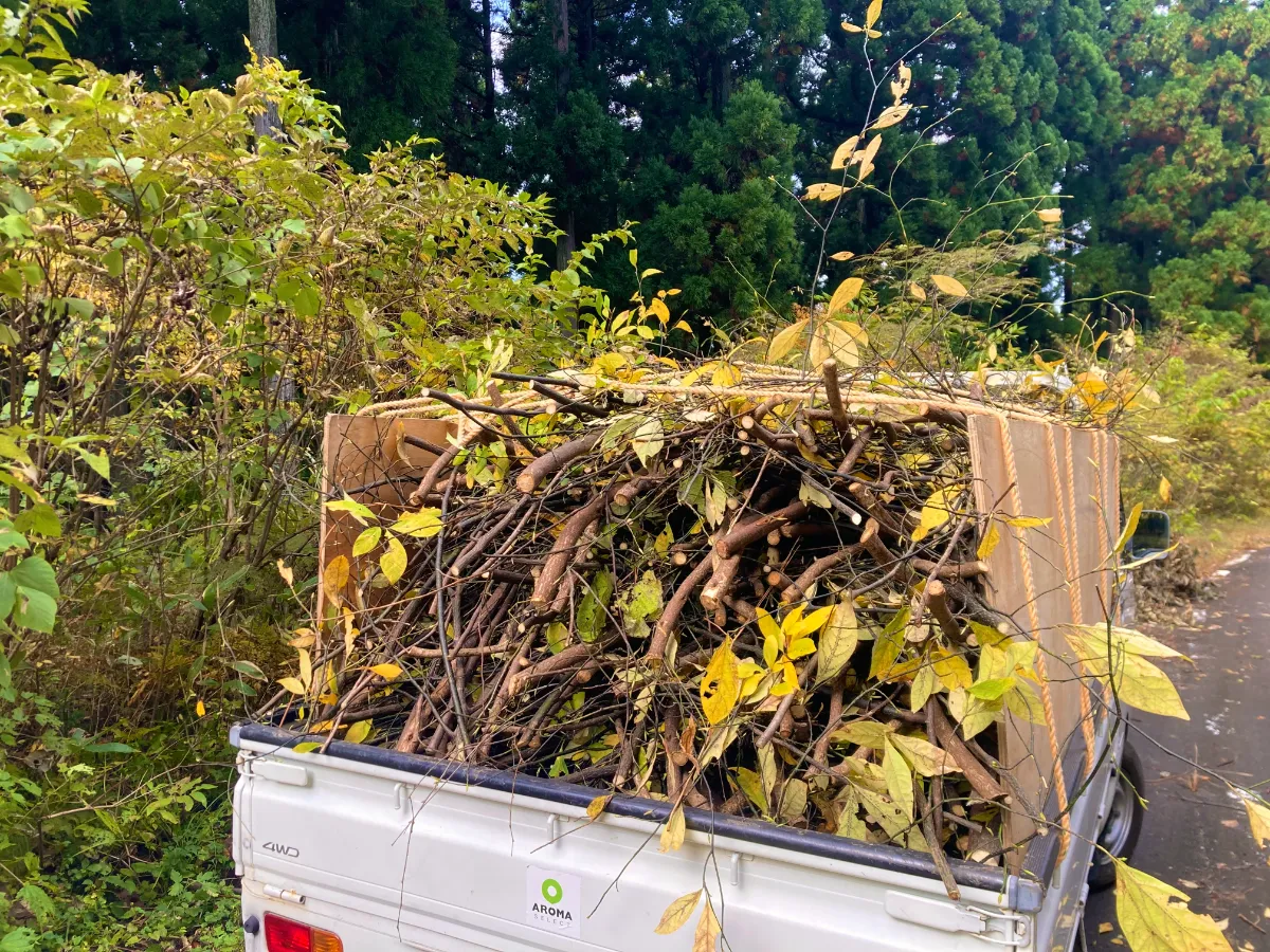 秋のクロモジ採取に行ってきました