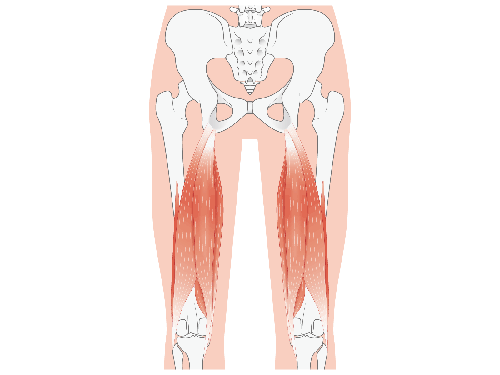 ハムストリングスのイラスト