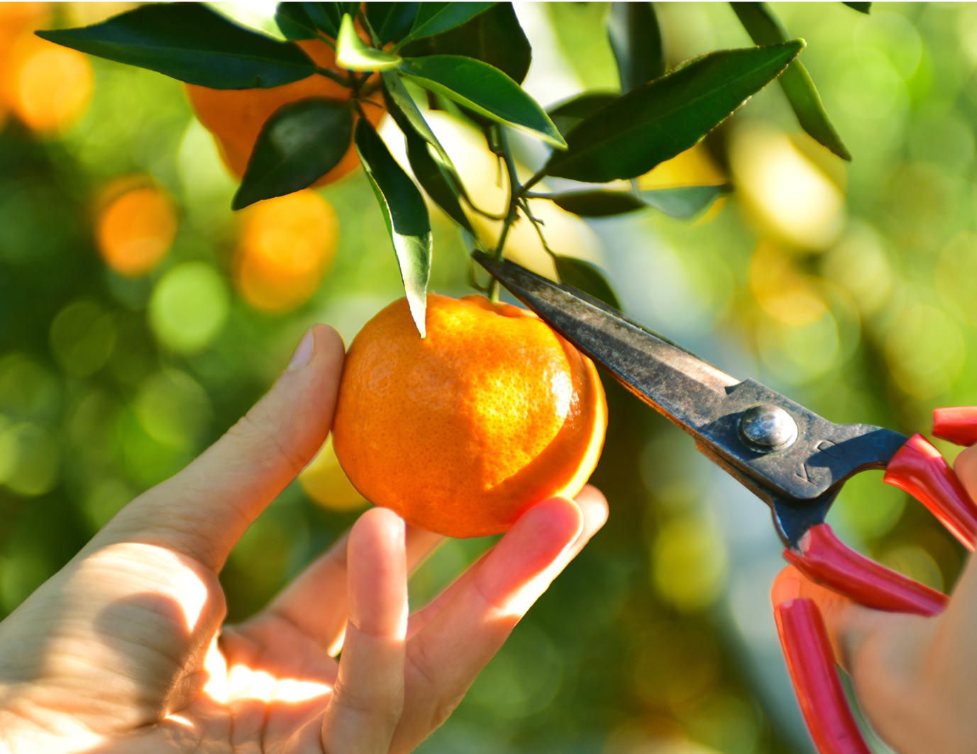 おミカン•*¨*•.¸♬︎です☆ 🍅ミカン🍊 (@mikan0723_) / X