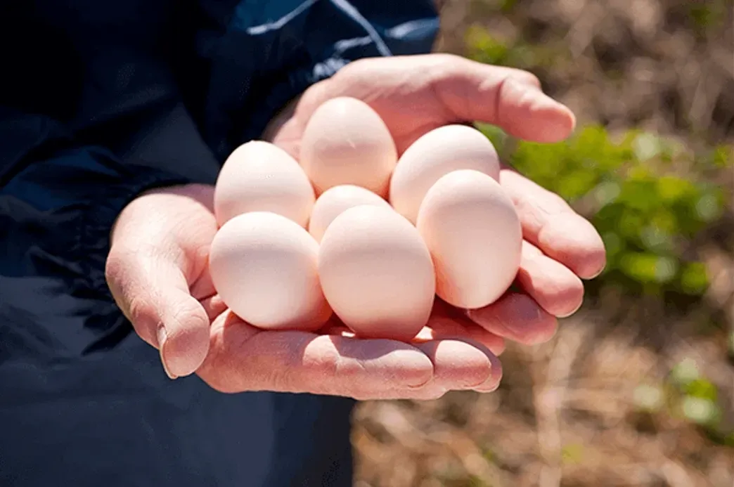 烏骨鶏の卵を生産者さんがてのひらに乗せる様子
