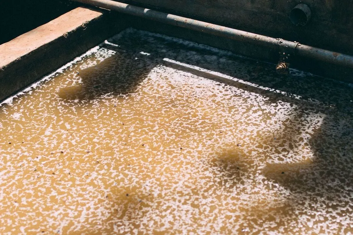 コーヒー豆を洗浄する場