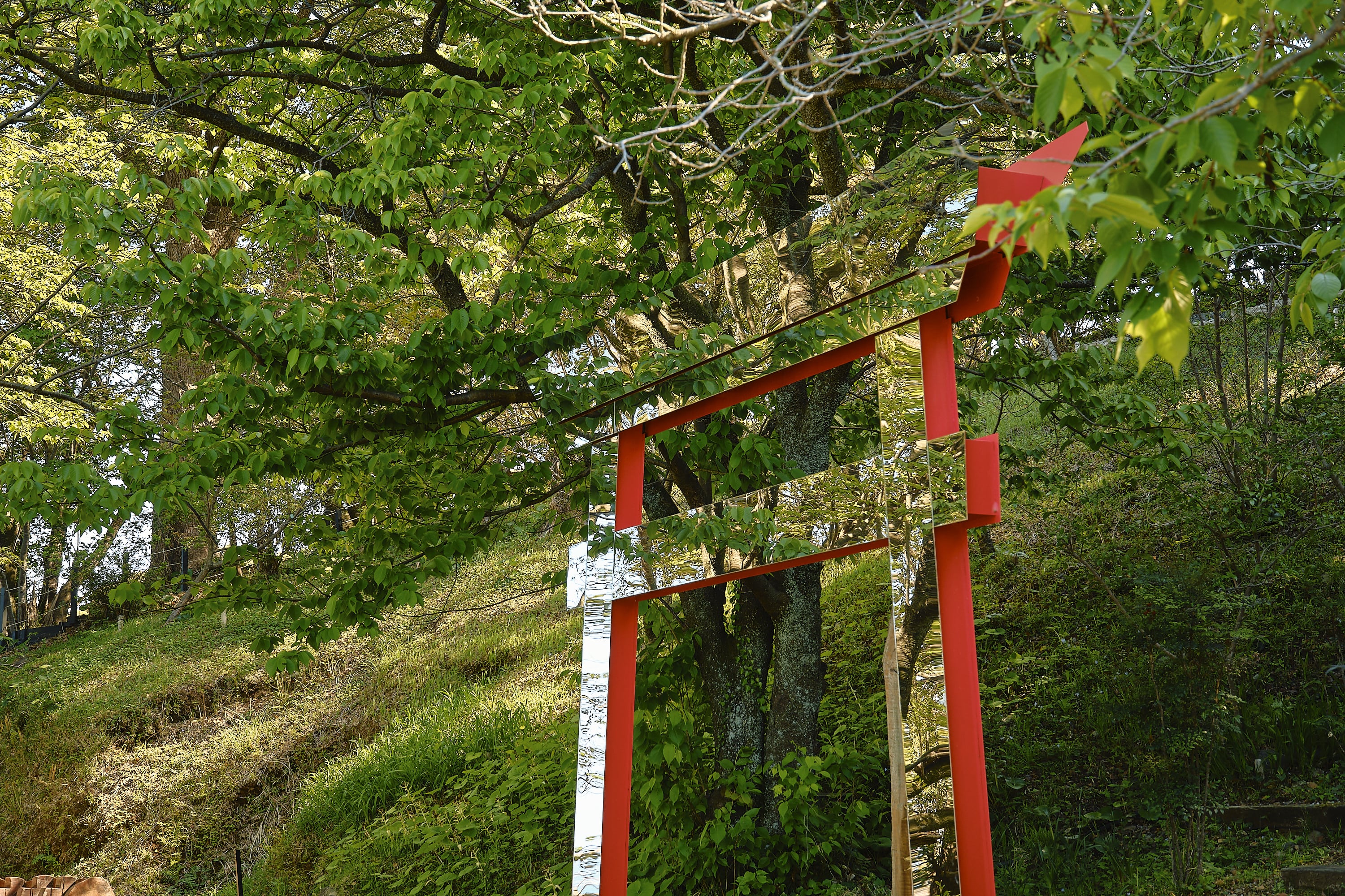 ACAO FOREST