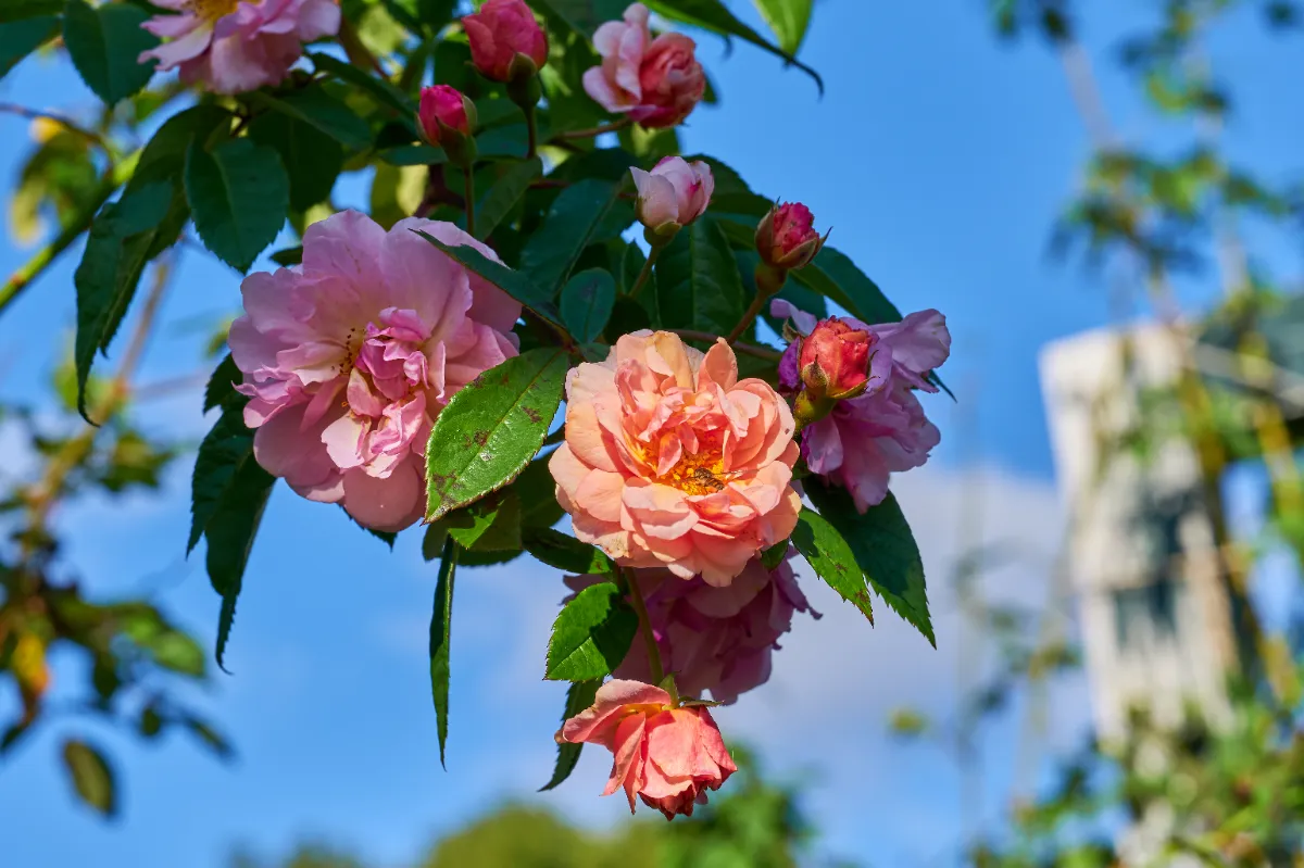 もうすぐハロウィーン！　手作りで部屋を飾り付け【くらしのアイデアパーク】 ARFUKA ハロウィンデコレーション 屋内 ハロウィン 卓上 センターピース 幽霊 オーナメント ハロウィンテーマ パーティー テ