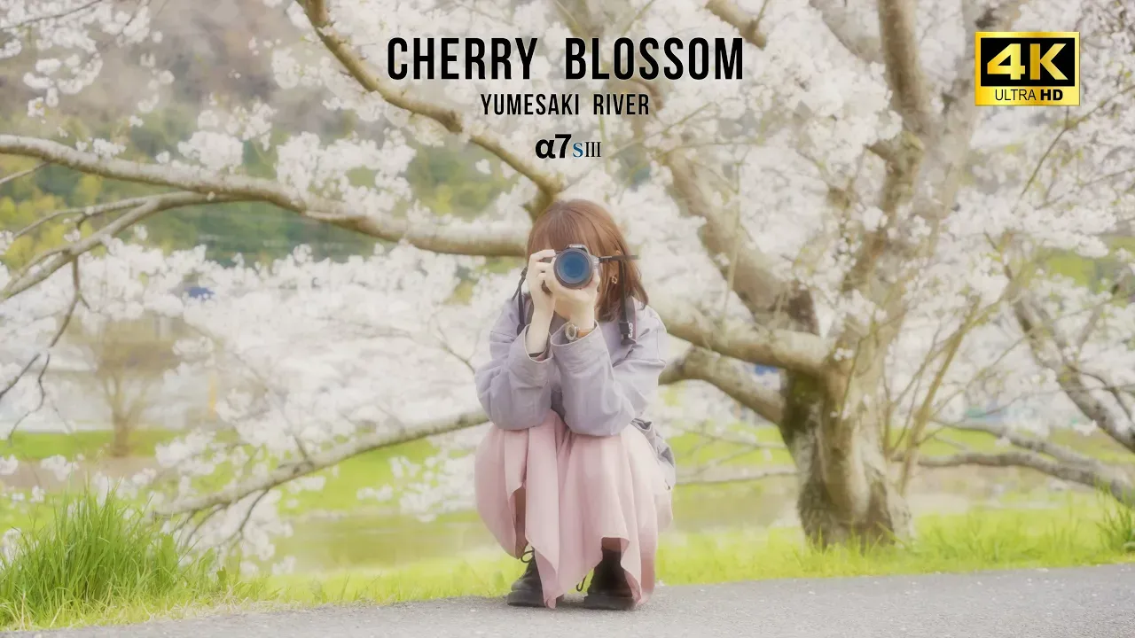 桜の撮り方のコツ！【動画編】兵庫県は夢前川の桜でポートレート 