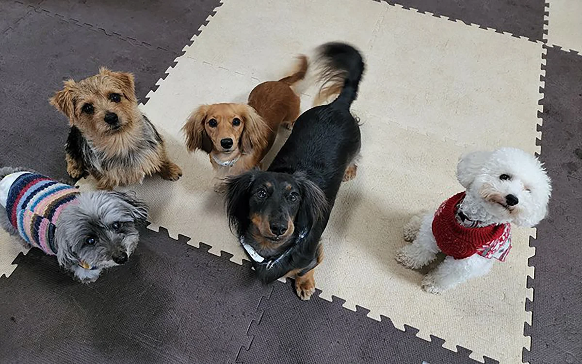 ワンコの写真 ワンコが楽しそうだと、人も楽しくなる。その好循環を生み出したい