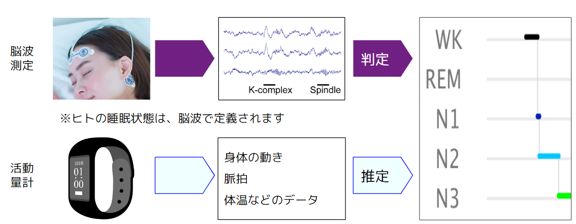 睡眠様 確認ページ 睡眠グラフを読む 〜脳波計測なら睡眠の質がここまで分かる