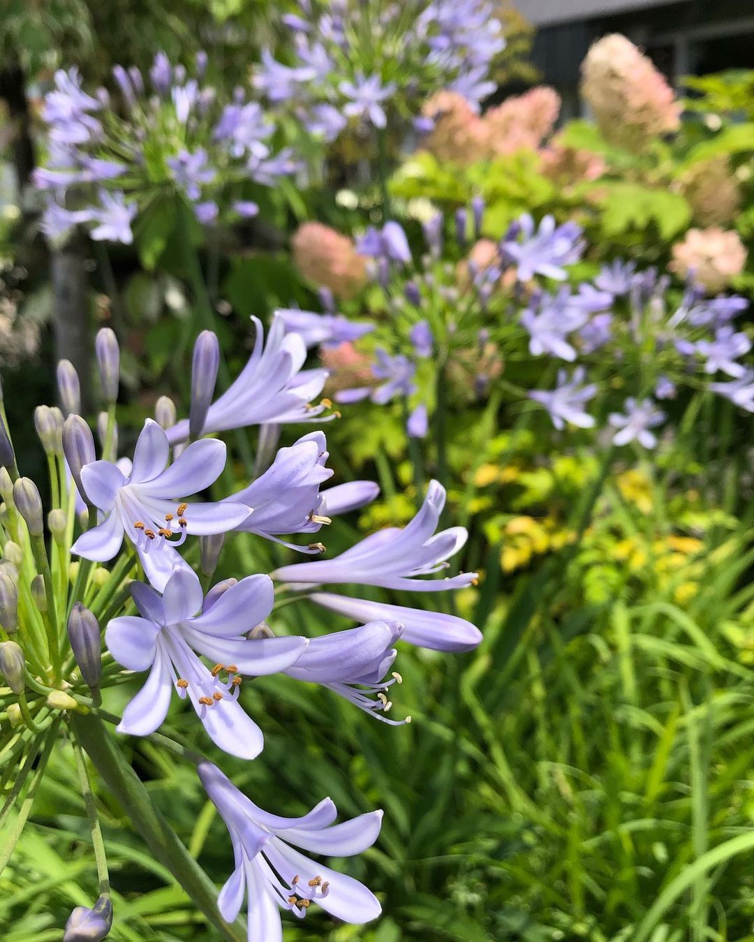 アートポスター：８２飛び石とアガパンサスのある庭園 アガパンサス