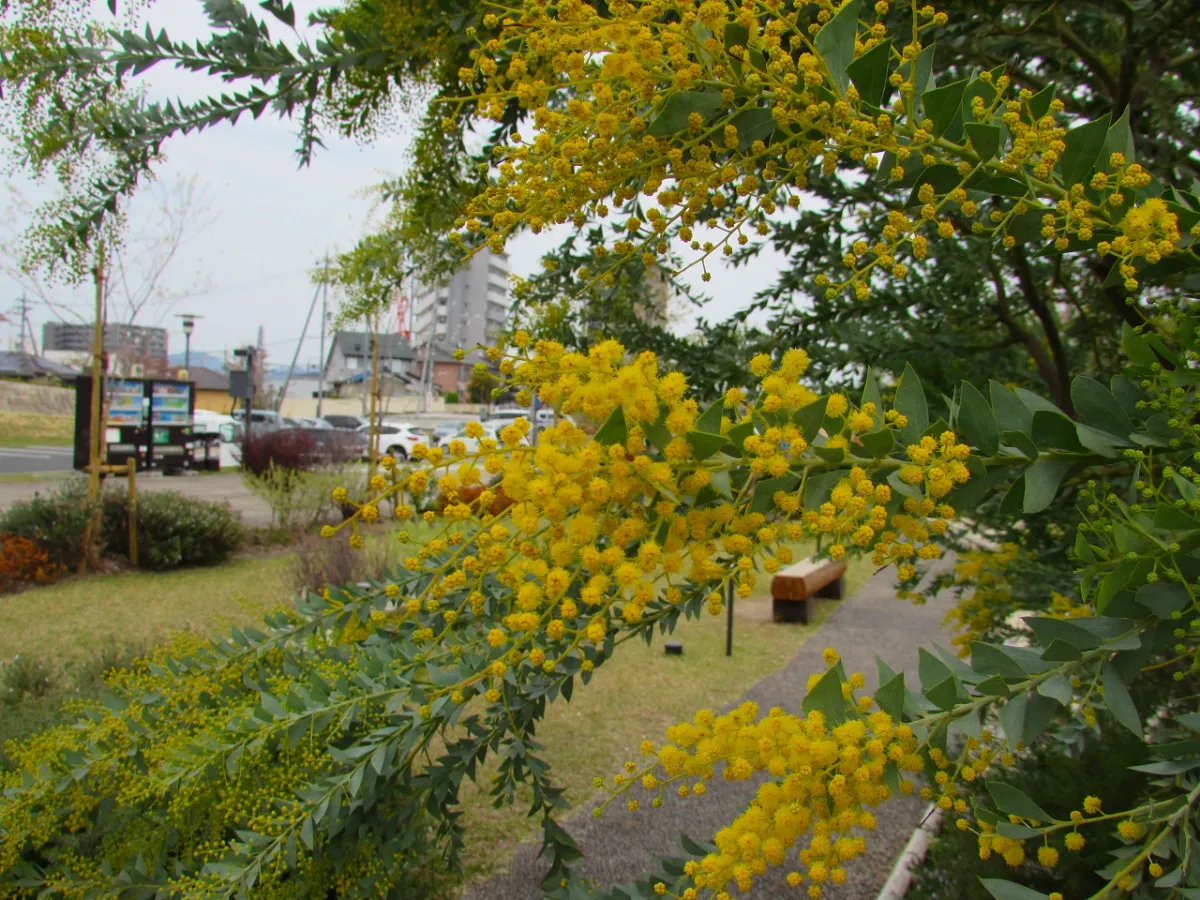 アカシア　サンカクバアカシア つぼみ付き アカシア サンカクバアカシア 苗 育て方 苗木部 By 花ひろばオンライン