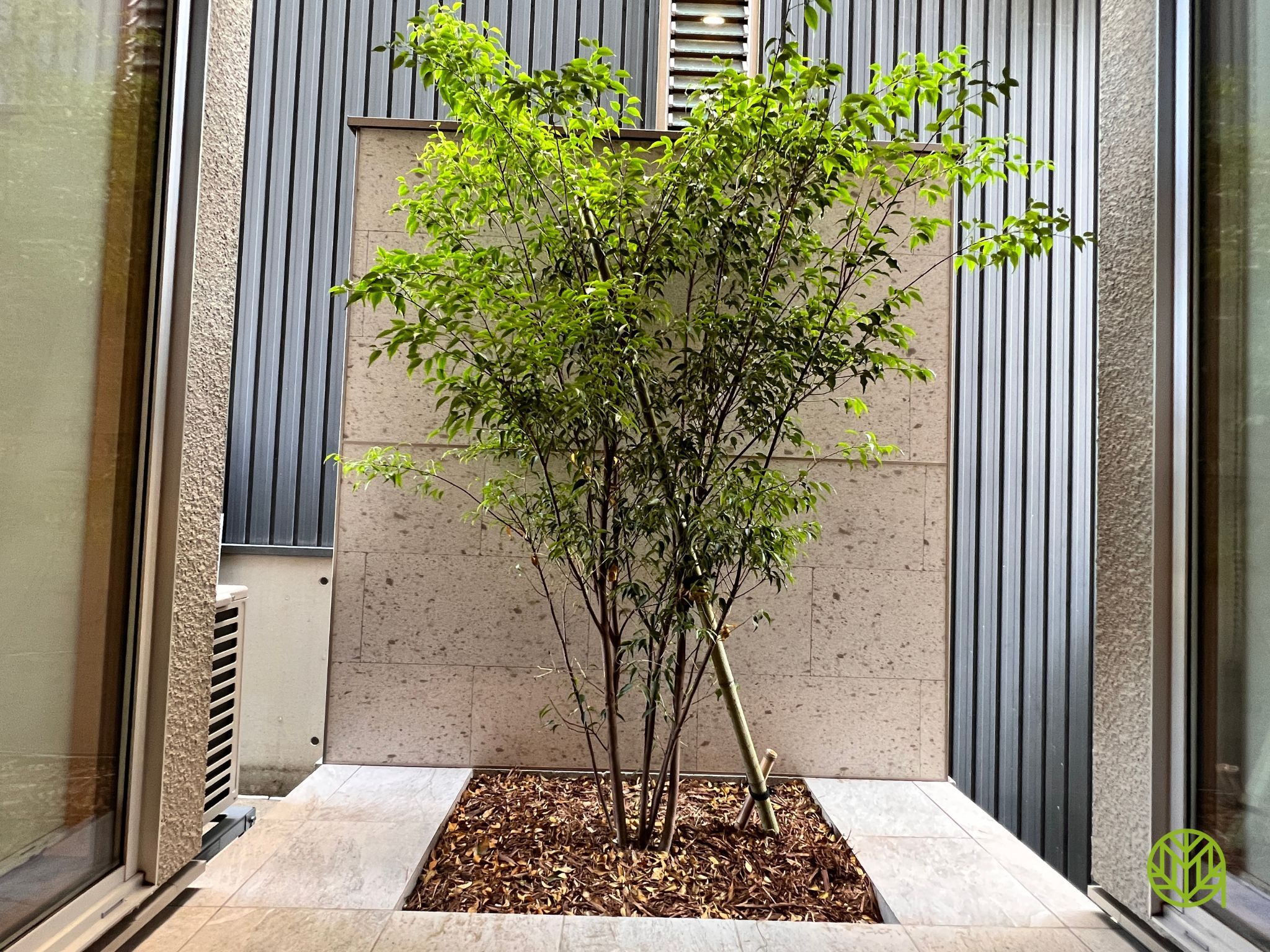 北陸（石川県・富山県・福井県）におすすめのシンボルツリー7選