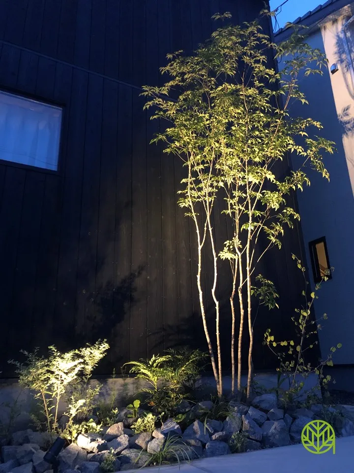 アオダモ 株立ち No3