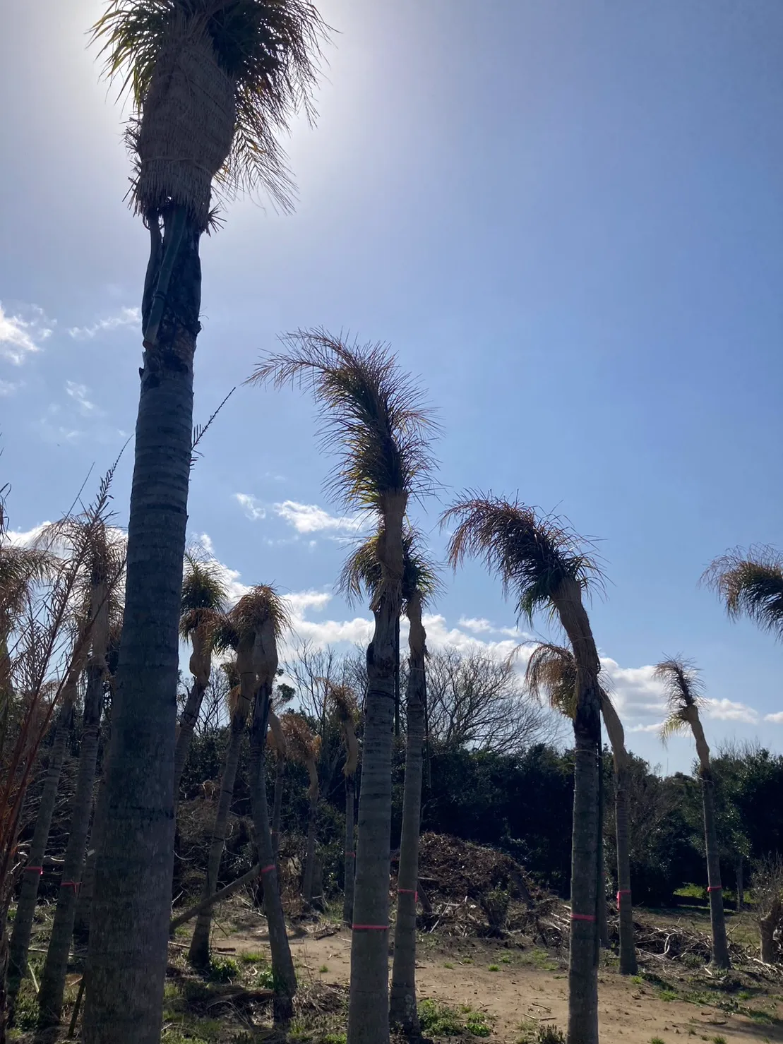 ヤシの木販売開始