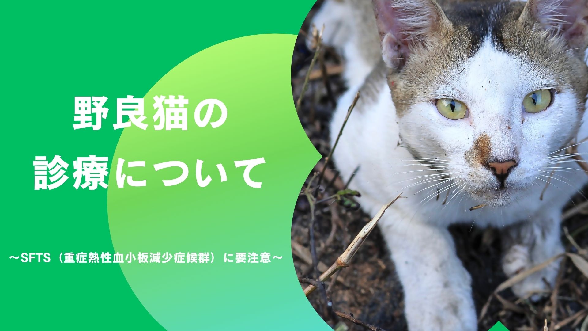 小動物の老令病 小動物の老齢病 - ノースブックセンター