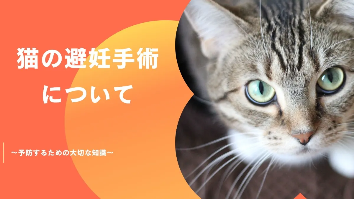 龍脈の精髄 ― 宮崎産煙水晶ツイン 「大地と縁を結ぶ祓いの力」【保護猫活動支援】 龍脈の精髄 ― 宮崎産煙水晶ツイン 「大地と縁を結ぶ祓いの力