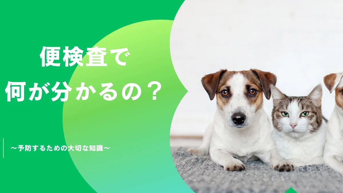 武蔵境・三鷹・新小金井｜三鷹アニウェル動物病院｜日祝も診療