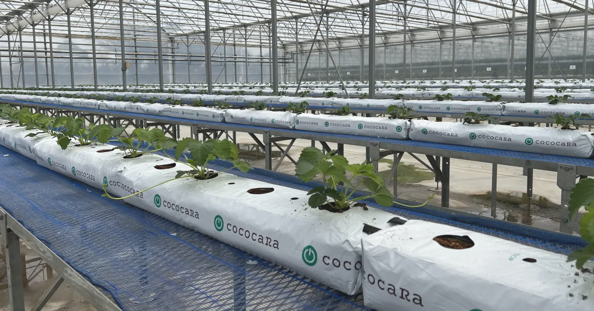 イチゴ苗　親株100株　お得パック イチゴ苗 親株100株 お得パック イチゴ苗 親株100株 お得パック