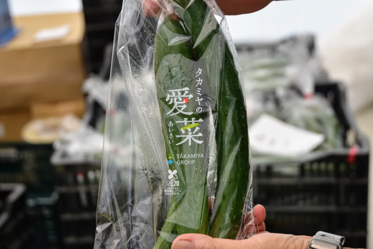 埼玉】ヤシ殻培地を使ったキュウリ栽培に挑戦! 埼玉】ヤシ殻培地を使ったキュウリ栽培に挑戦!