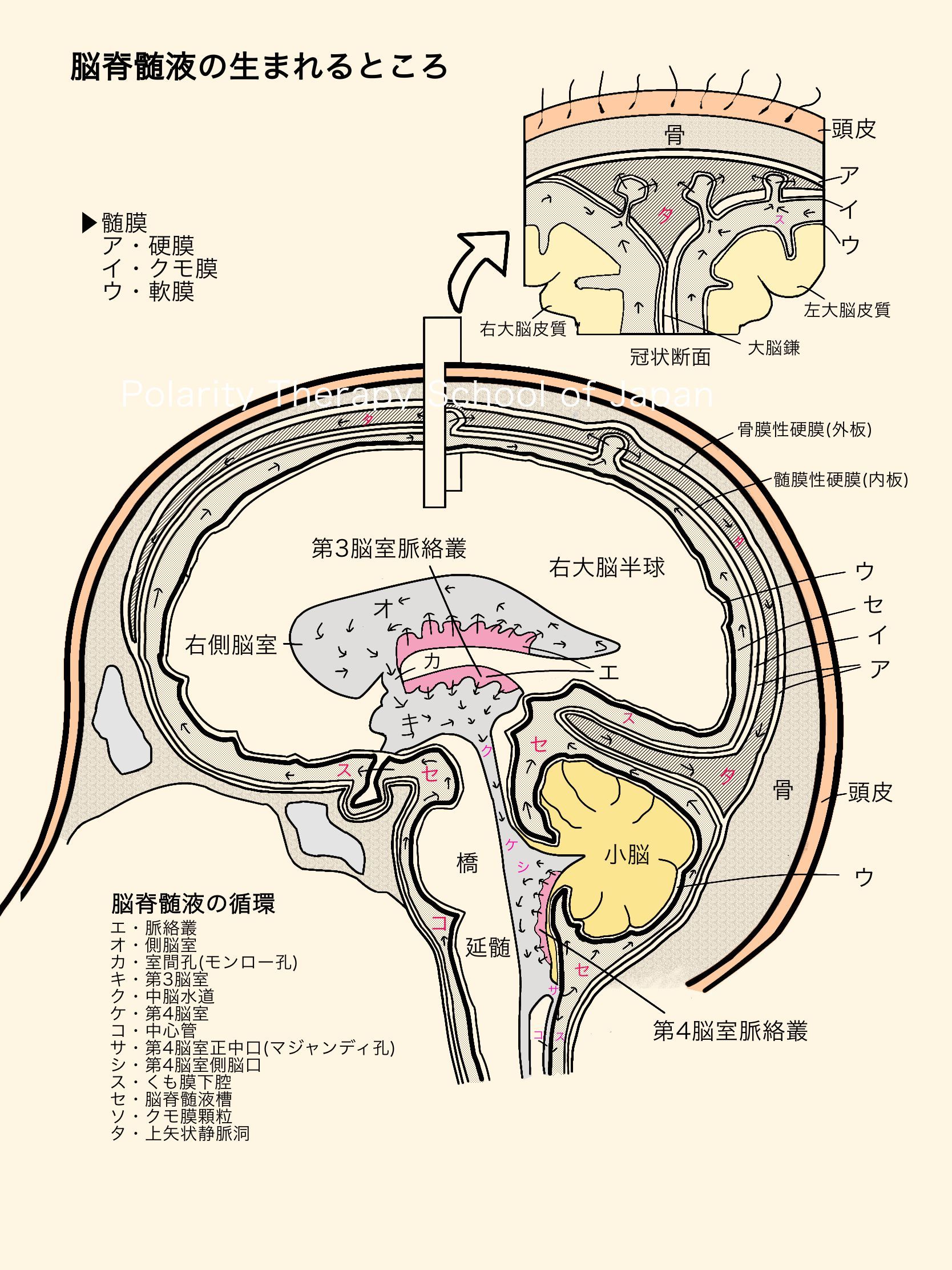 人体模型脳脊髄循環Cerebrospinal FluidCirculation