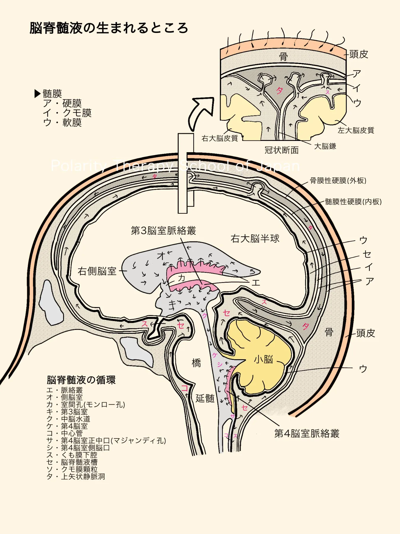 クラニオセイクラルセラピーと脳脊髄液：産生と循環のメカニズム 