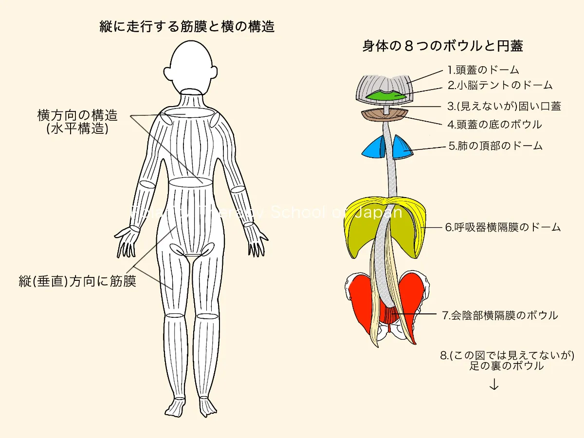 クラニオセイクラルセラピー：禁忌と筋膜への効果