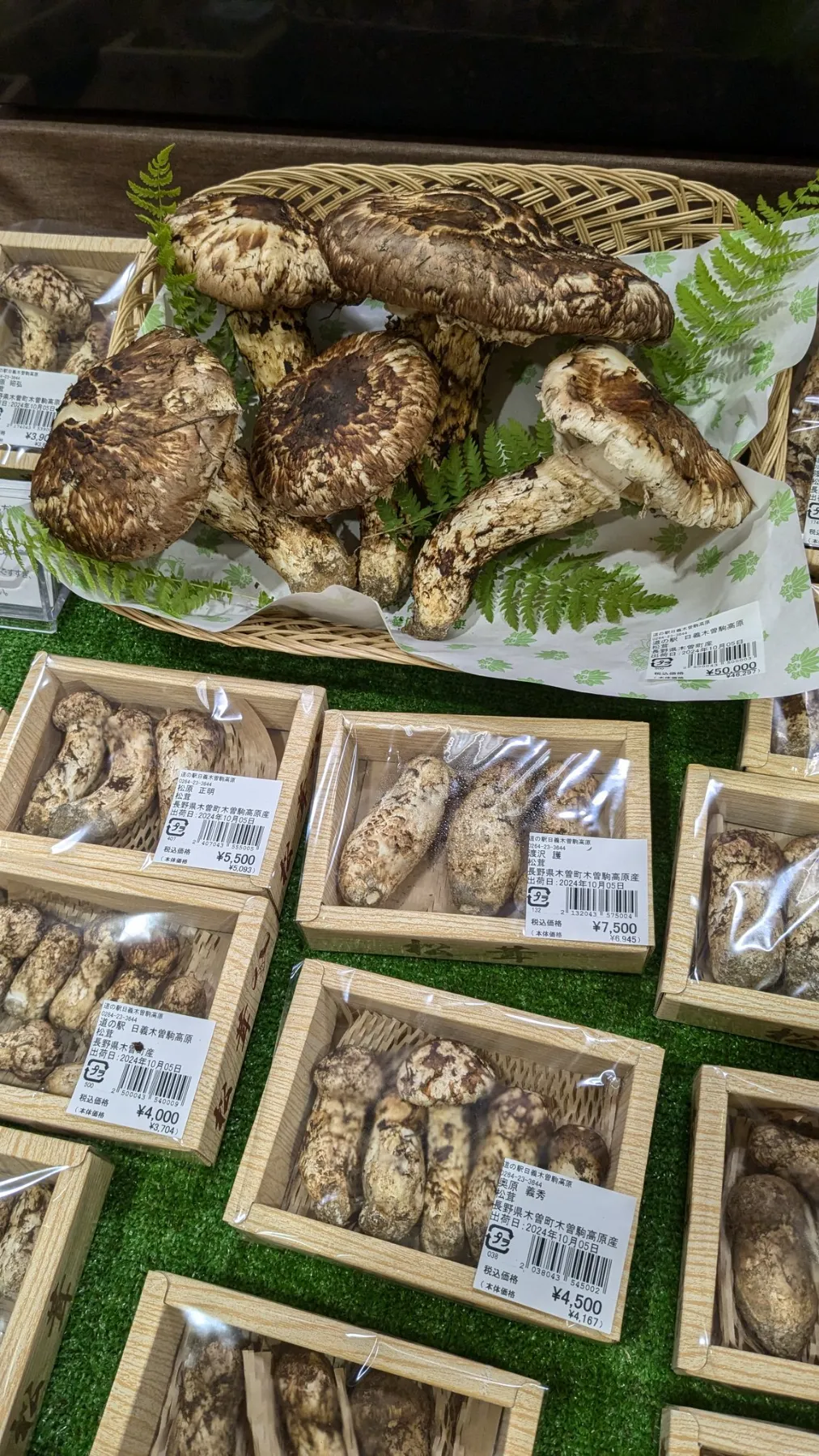 信州木曽産 松茸 ‼️タイムセール‼️