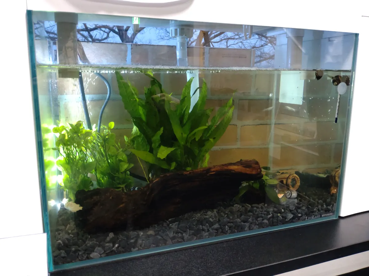 アクポニラボ】アクアポニックス水槽の水質改善に向けた挑戦！ 農援