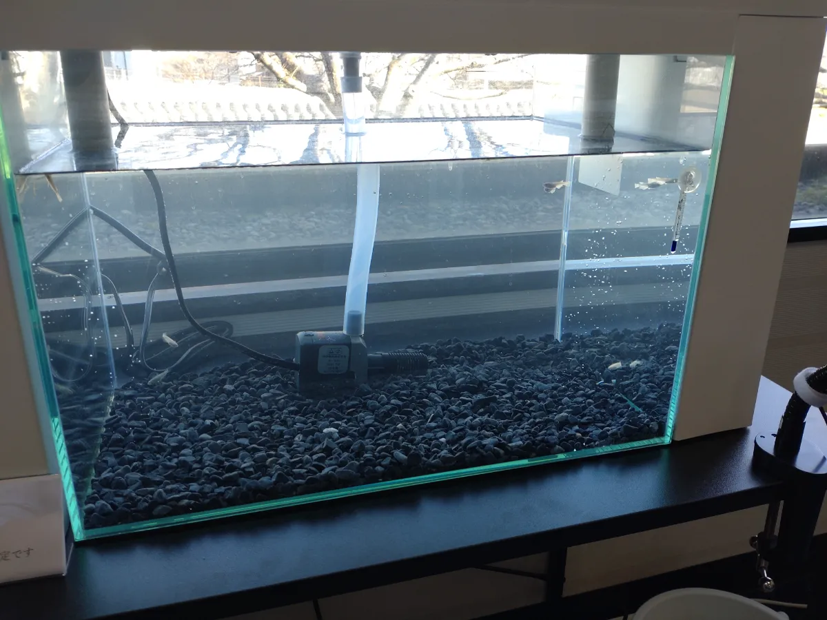 アクポニラボ】アクアポニックス水槽に投入して3日目！メダカの様子が
