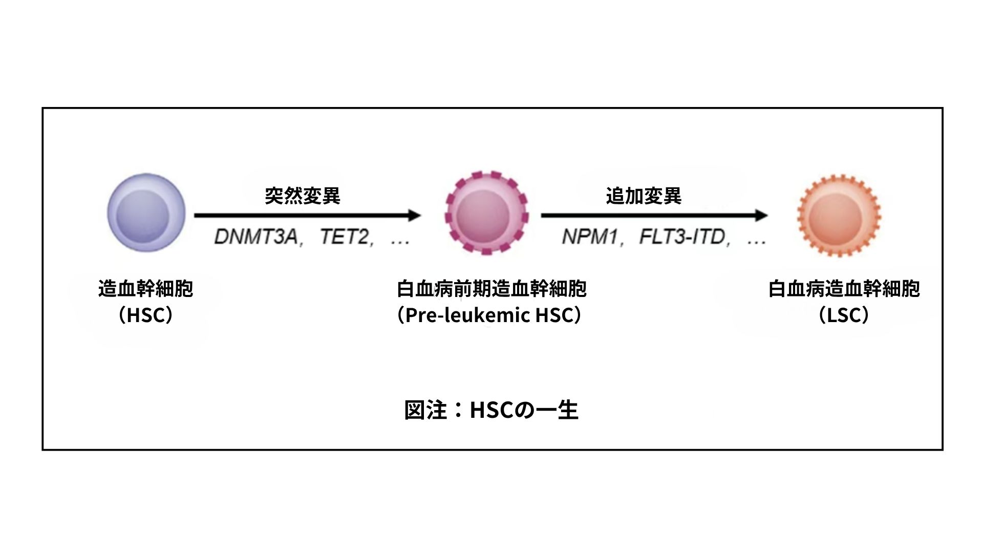 血液細胞へのダイナミックアプローチ モノクローナル抗体の用途を広げる革新技術 ー多重超解像可視化