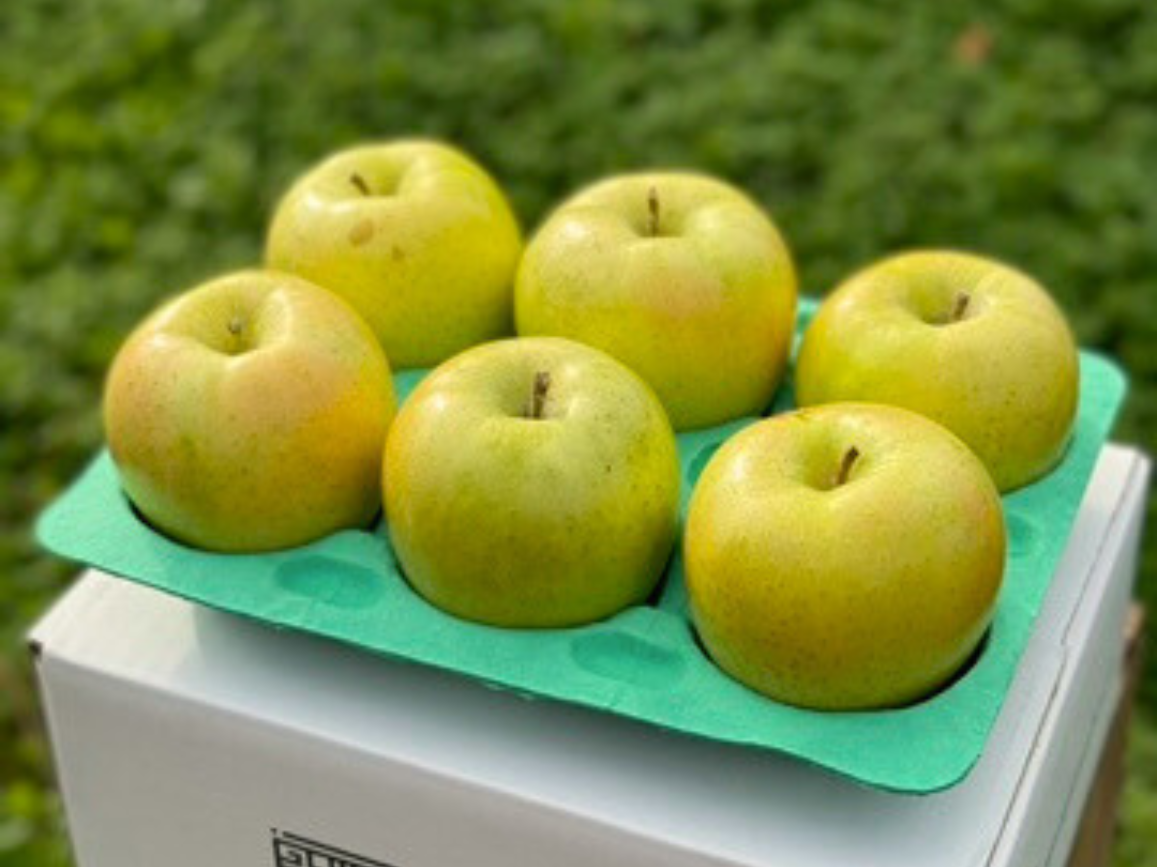 【りんご品】 りんご