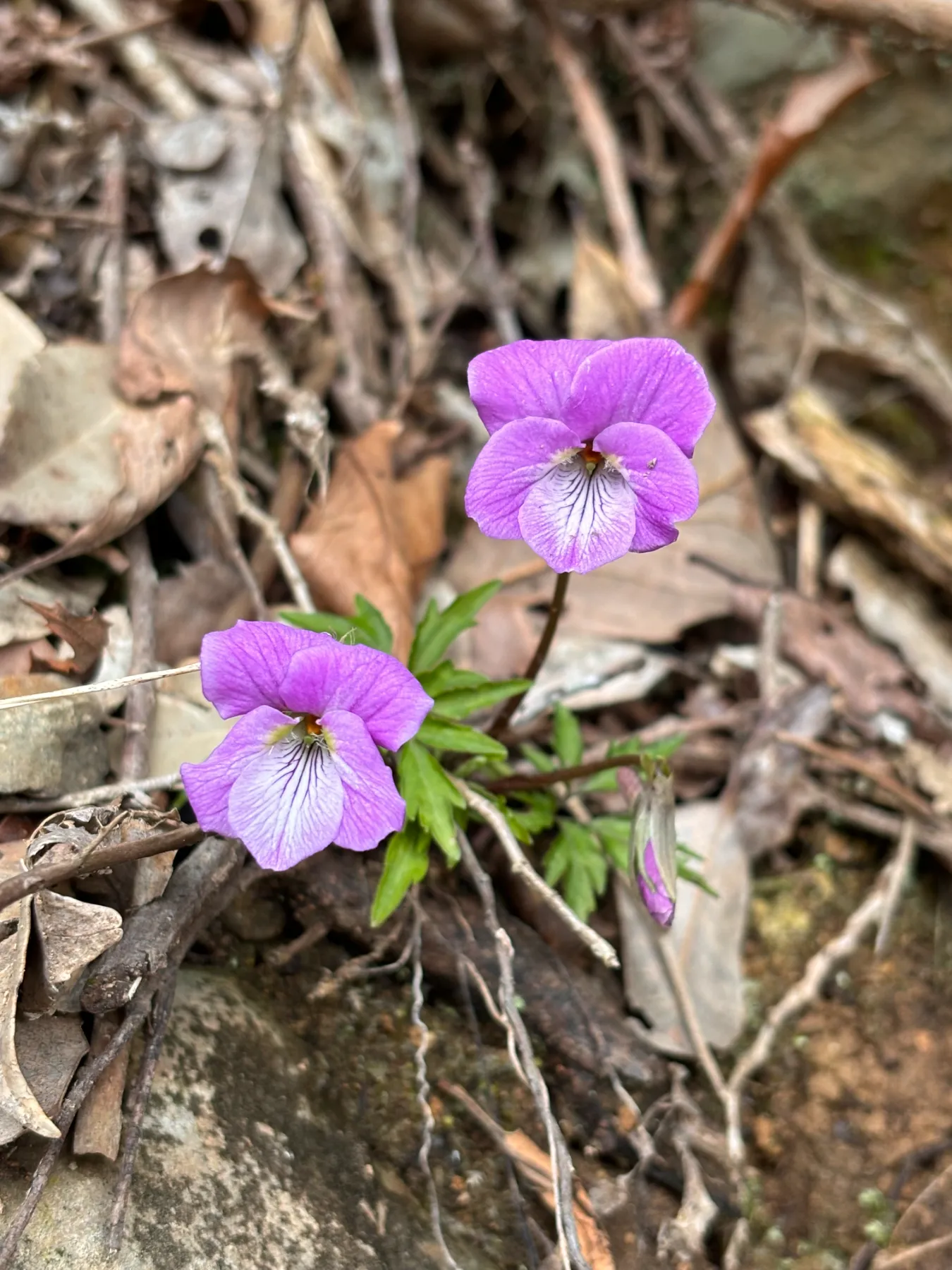あそう物産市・白嶽酒造蔵びらき2024 同時開催について｜お知らせ
