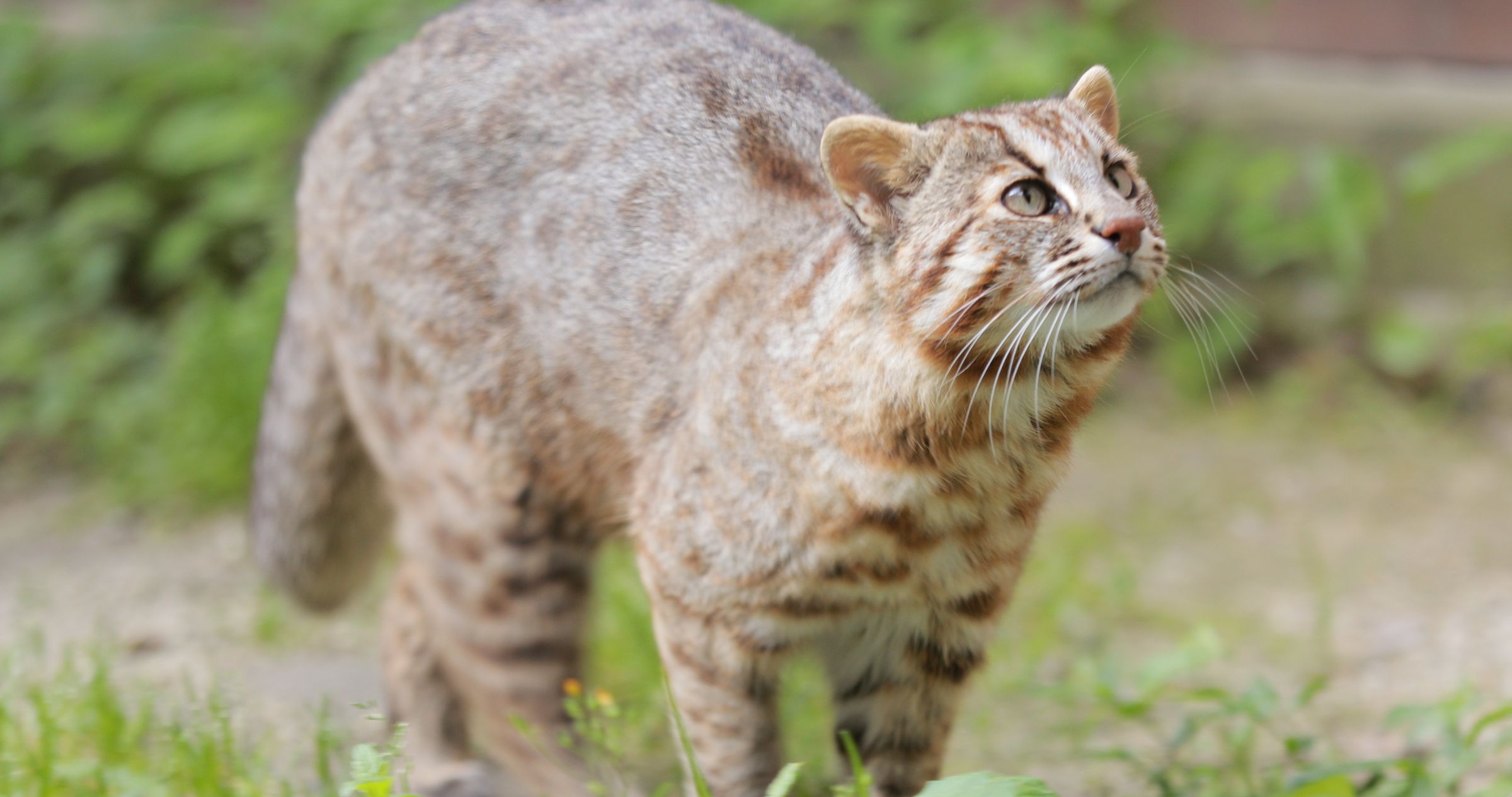 対馬野生生物保護センター|観光・自然・歴史|本物が息づく島 対馬観光物産協会 対馬野生生物保護センター|観光・自然・歴史|本物が息づく島 対馬観光物産協会