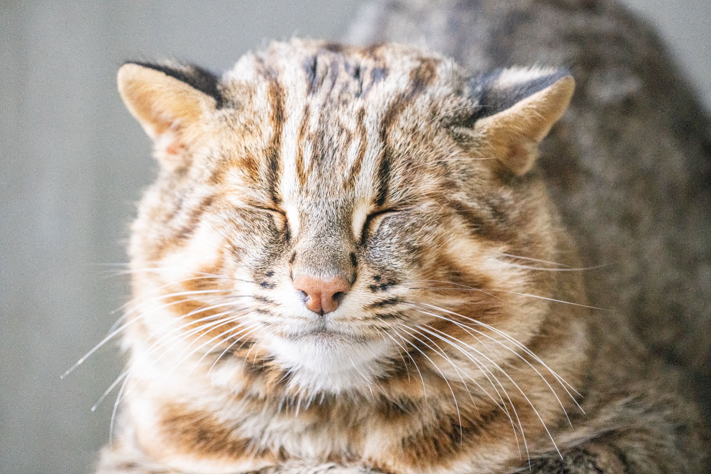 づま猫 Amazon.co.jp: 猫3兄弟 しっぽマグカップ kuro 13008 : ホーム