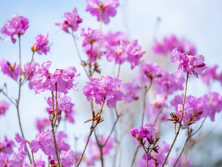 3月にみれる花・ゲンカイツツジ｜お知らせ｜本物が息づく島 対馬