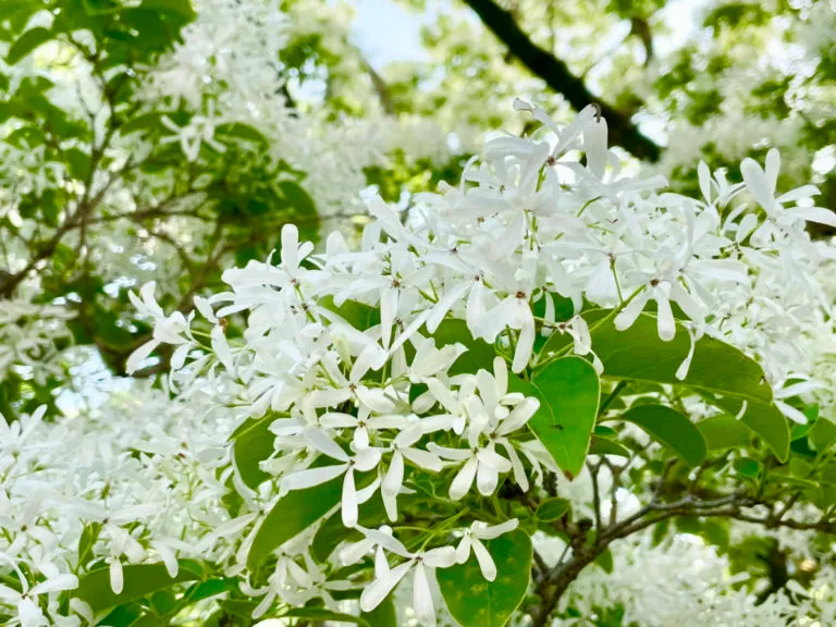 ひょうごはなまち（花と緑のまちづくりセンター） | 先日咲いた