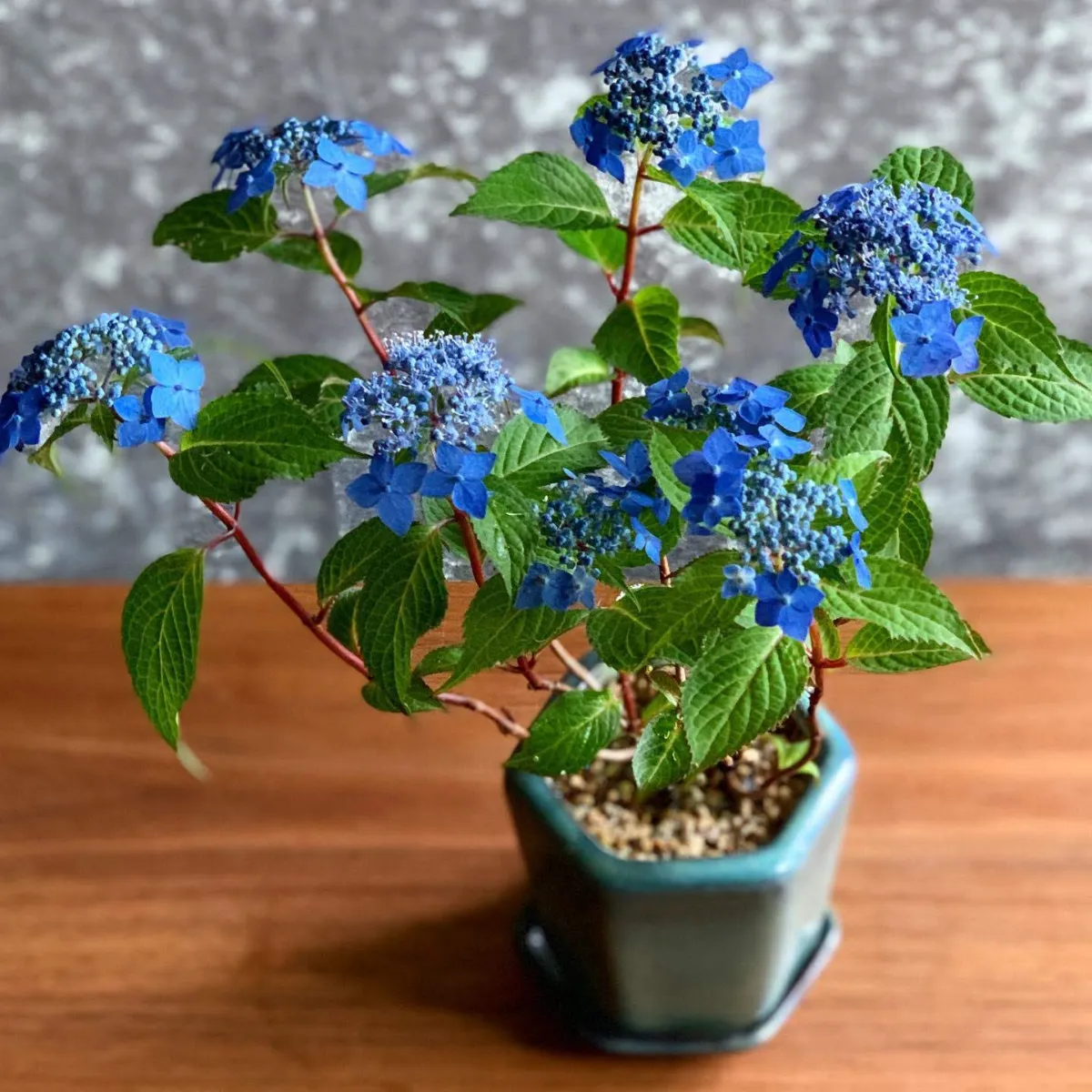 山紫陽花のミニ盆栽講座 5 28 土 11 00 13 00 Or 14 00 16 00 満席となりました