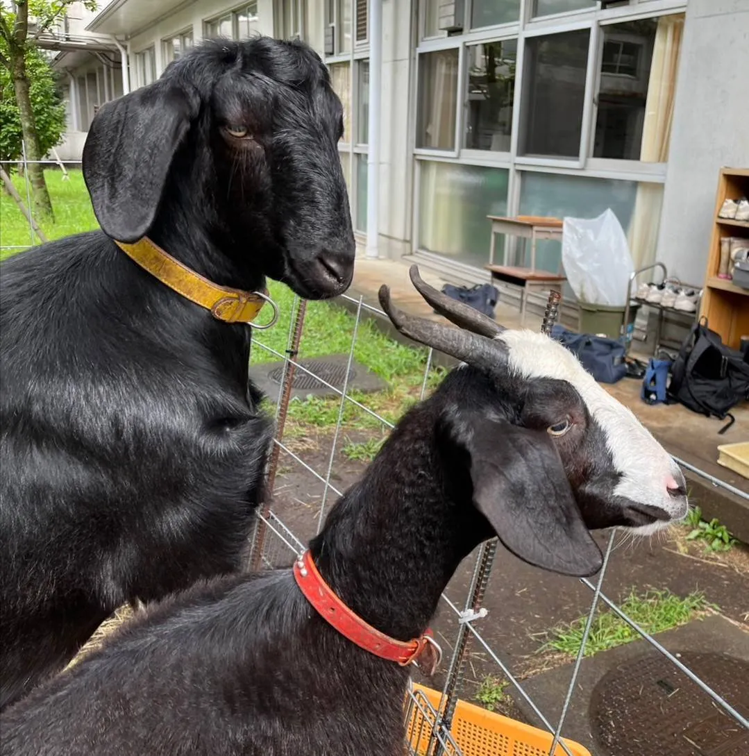 八王子のヤギ様 明治大学付属八王子中学高等学校 ｜ヤギの飼育・販売 えころも牧場農園