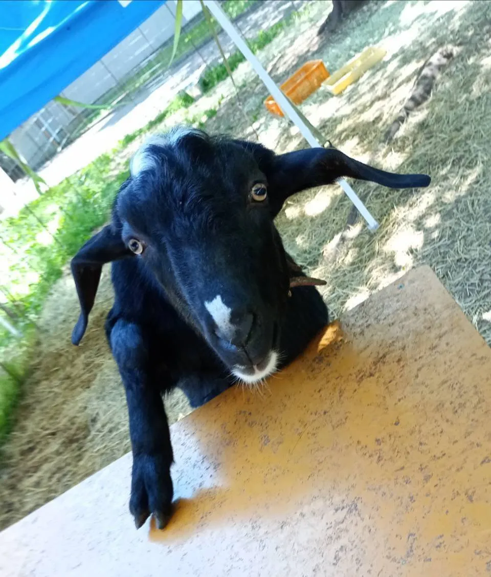 明治大学付属八王子中学高等学校 ｜ヤギの飼育・販売 えころも牧場農園