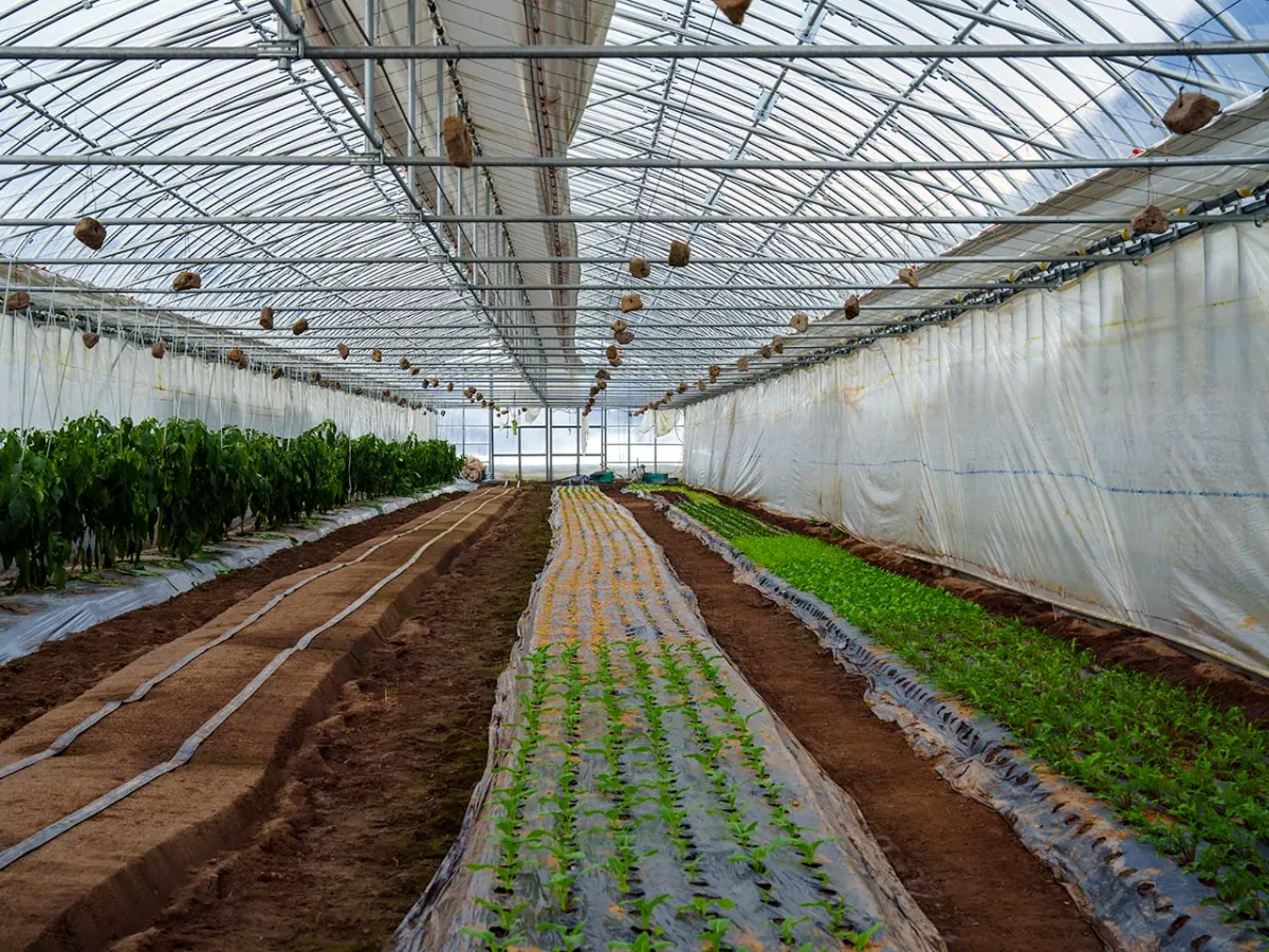 エコファーム奥野】農法ではなく、自分たちがつくりたい作物にこだわる