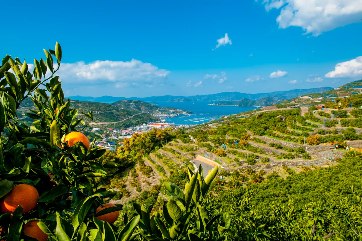 農業生産法人 株式会社ミヤモトオレンジガーデン COTOVIA | 事例