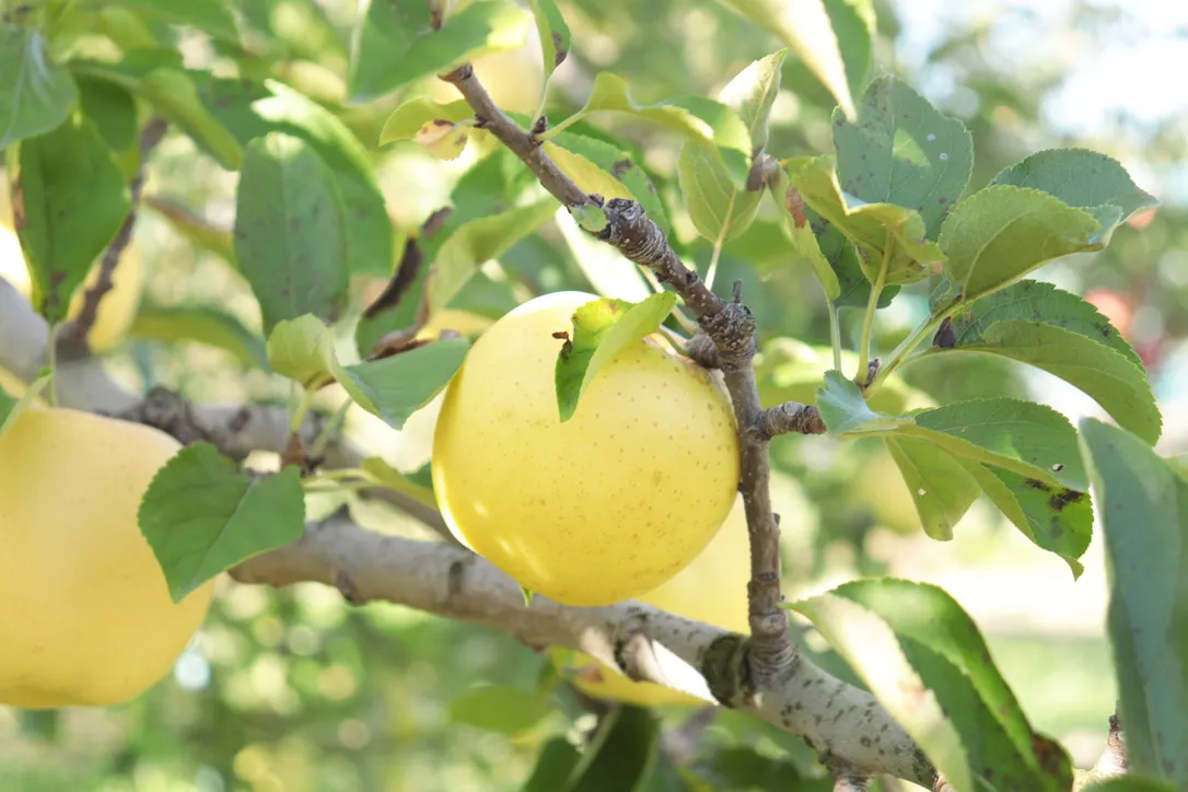 マルカメ果樹園 ｜ 長野県りんご狩り