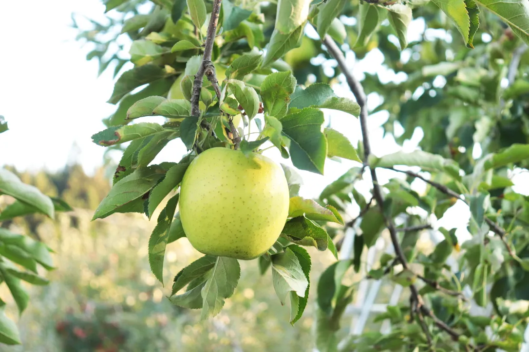 王林　成木　リンゴの木 王林 成木 リンゴの木