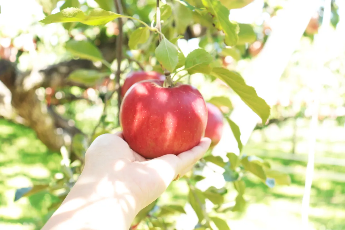 紅玉りんごの時期を逃さない！農家おすすめの購入場所と楽しみ方